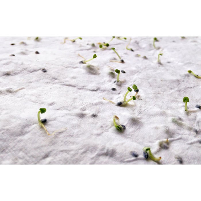 ASIDE - A5 zaadpapier wilde bloemen
